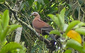 Columba punicea