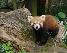 Red panda (Ailurus fulgens)