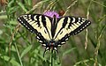 Papilio canadensis (Canadian Tiger Swallowtail)