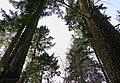 Douglasias verdes adultas, en el Bosque de Turingia, Alemania.