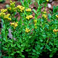 Rhodiola angusta