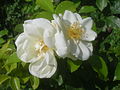 Flower Carpet White, Noack 1991