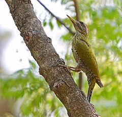 ♂ Picus xanthopygaeus