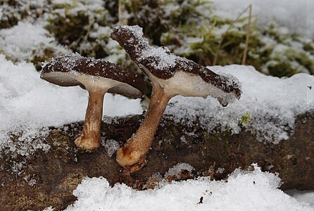 Polyporus brumalis