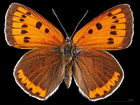 Lycaena dispar ♀