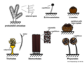 Sporangia types in the protostelids and in the myxogastrid groups (Echinosteliales, Liceales, Trichiales, Stemonitales, Physarales)