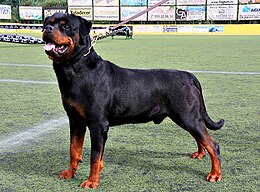 Rottweiler