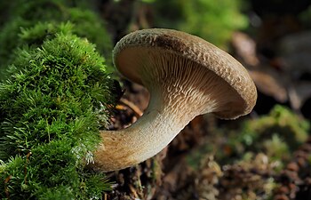 Navadna podvihanka (Paxillus involutus)