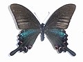 Papilio dialis