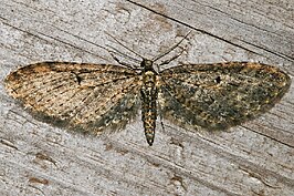 Eupithecia olivacea