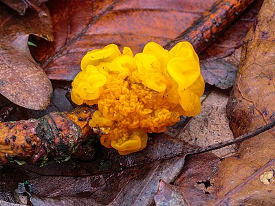 Gele trilzwam (Tremella mesenterica). (d.j.b.) 04