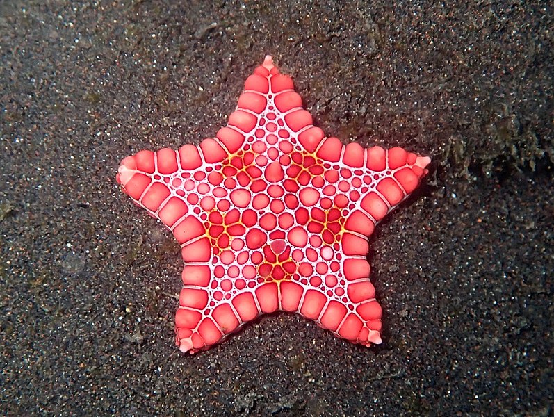 File:Goniaster tessellatus São Tomé.jpg