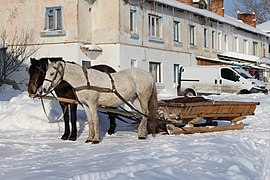 Equus caballus (Horse) Image is also a Featured picture of vehicles