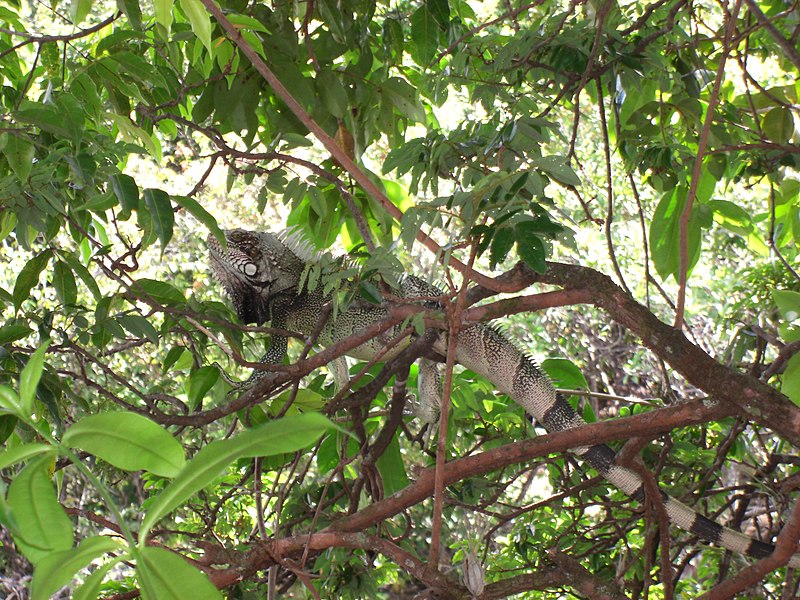 File:Iguana-Canaima-Venezuela02.JPG