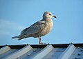 Larus glaucoides in inverno