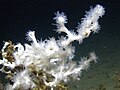 Lophelia pertusa, 5 novembre 2011