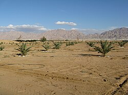 Vue de l'Arabah.