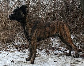 Brindle dogs