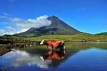 Reflexo do Mundo Açoriano.jpg