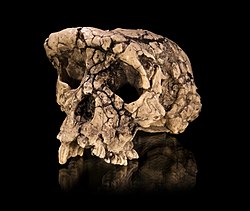 Lobanja Sahelanthropus tchadensis, opisana kao najraniji predstavnik linije Hominini