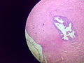 Thumbnail for File:Vas deferens Histology.jpg