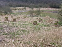 Carex paniculata