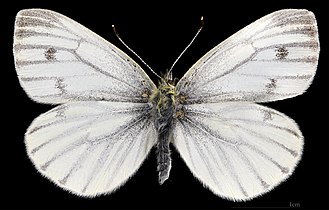 Pieris napi ♀