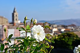 Melfi, un fiore di borgo.jpg