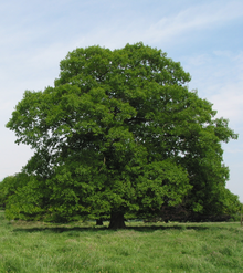 Chêne vert.