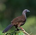 Chachalaca