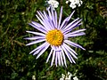 Aster alpinus (Sottotribù Asterinae)