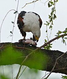 成鳥食用其漁獲，攝於南非克留格尔国家公园