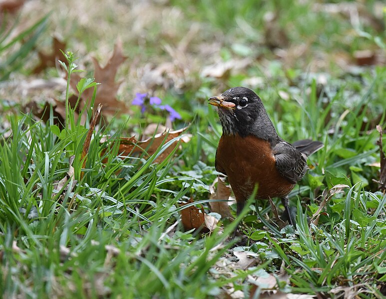 File:American Robin - 32675682017.jpg