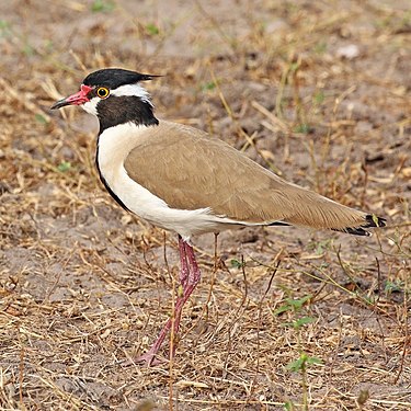 Black-headed lapwing (created and nominated by Charlesjsharp)