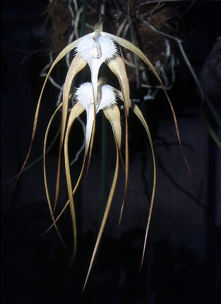 File:Brassavola cucullata Orchi 001.jpg