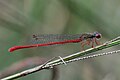 * Nomination: Ceriagrion tenellum photographed in Piedmont, Italy --Yiyi 19:46, 9 October 2024 (UTC) * Review Noisy, but fixable --A. Öztas 23:42, 9 October 2024 (UTC) Note that picture is from Flavio.Ziretti --Plozessor 04:36, 10 October 2024 (UTC)