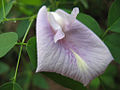 Кліторія атлантична (Clitoria mariana)