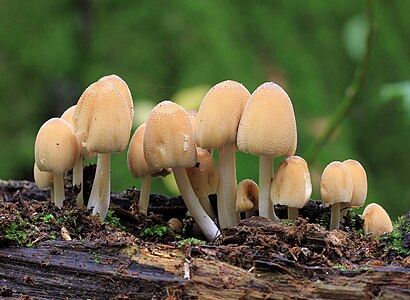 Coprinellus micaceus (Mica Cap)