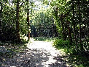 Une allée dans la forêt de Chantilly.