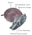 Temporal bone at birth. Inner aspect.