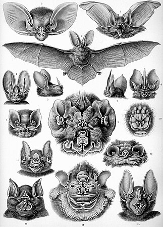 Kiropteroj (Chiroptera)