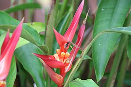 Heliconia angusta 5zz.jpg