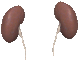 Kidneys