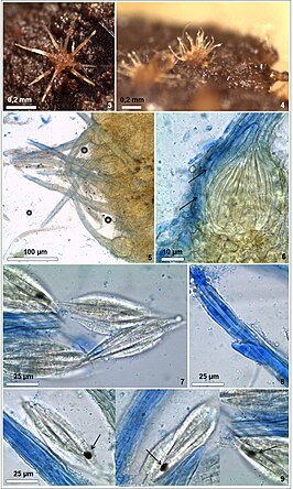 Pyxidiophorales