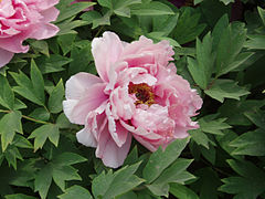 Pink peony flowers