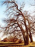 Oude bomen aan de Elbe