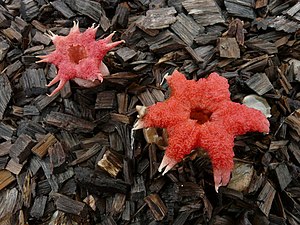 Stinkhorn (Aseroe rubra) in the camping ground at Springbrook, Queensland