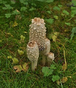 Coprinus comatus (Shaggy Ink Caps)