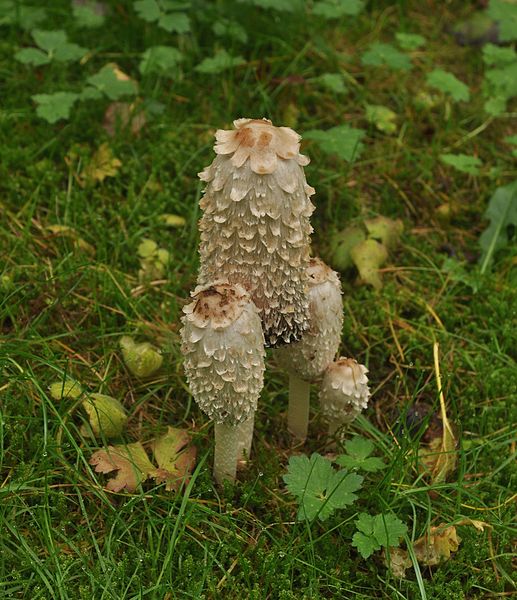 File:Shaggy inkcaps (Coprinus comatus).JPG