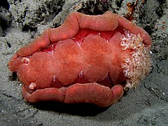 Hexabranchus sanguineus